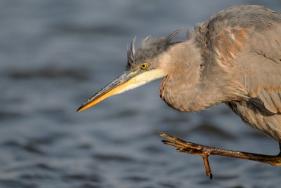 Grand hron -- Great Blue Heron