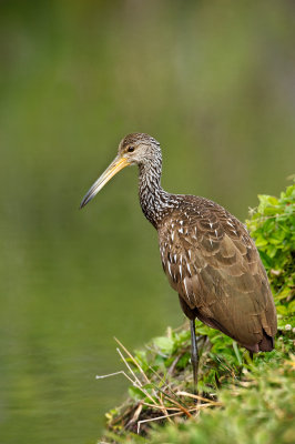 Courlan brun -- Limpkin