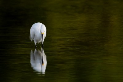 Aigrette neigeuse -- Snowy Egret