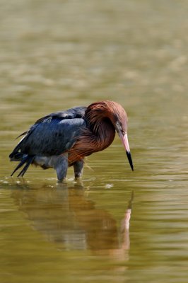 Aigrette rousstre -- Reddish Egret