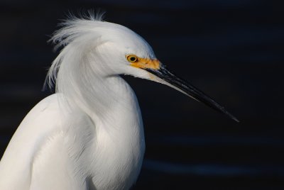 Aigrette neigeuse -- Snowy Egret