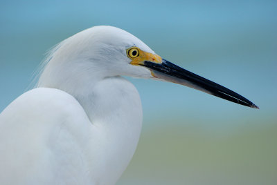 Aigrette neigeuse -- Snowy Egret