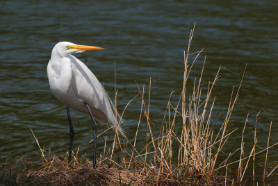 Grande aigrette -- Great Egret