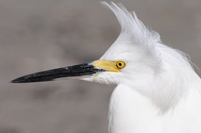 Aigrette neigeuse -- Snowy Egret