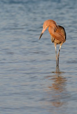 Aigrette roussātre -- Reddish Egret