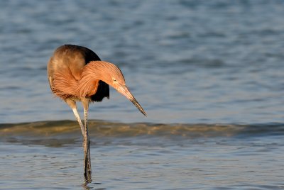 Aigrette roussātre -- Reddish Egret