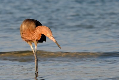 Aigrette rousstre -- Reddish Egret