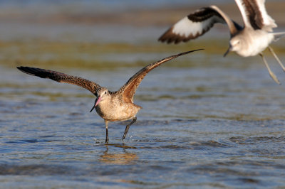 Barge marbre -- Marbled Godwit