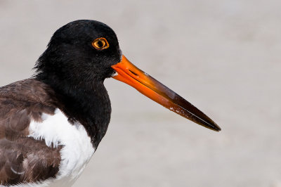 Hutrier d'Amrique -- American Oystercatcher