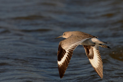 Chevalier semipalm  -- Willet