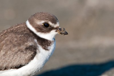 Pluvier semipalm -- Semipalmated Plover