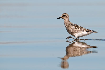 Pluvier argent -- Grey Plover