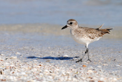 Pluvier argent -- Grey Plover