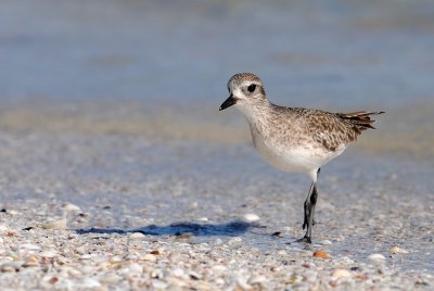 Pluvier argent -- Grey Plover