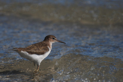 Chevalier grivel -- Spotted Sandpiper