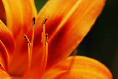 Fleurs