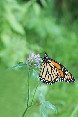 Papillons