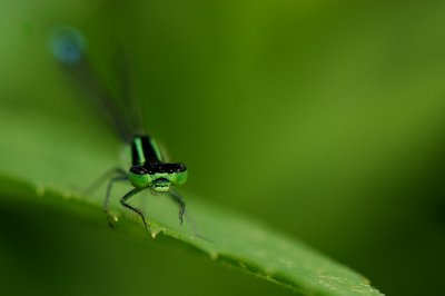 Agrion