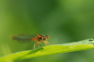 Agrion