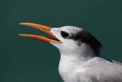 Sterne royale -- Royal tern