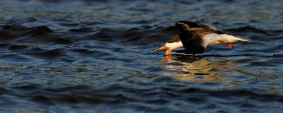 Bec-en-ciseaux noir -- Black skimmer