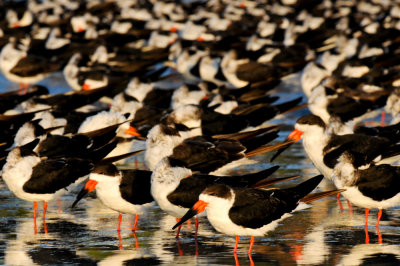 Bec-en-ciseaux noir -- Black skimmer