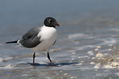 Mouette atricille -- Laughing Gull