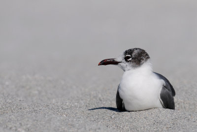 Mouette atricille -- Laughing Gull