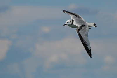 Mouette tridactyle juvnile -- Black-legged Kittiwake