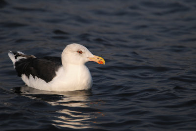 Goland marin -- Great Black-backed Gull
