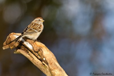 Bruant Hudsonien -- American Tree Sparrow