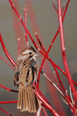 Bruant chanteur -- Song Sparrow