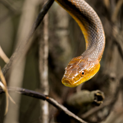Serpent ratier amricain