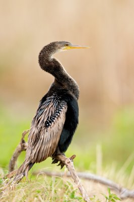 Anhinga d'Amrique -- Anhinga