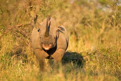 Rhinocros noir, trs rare