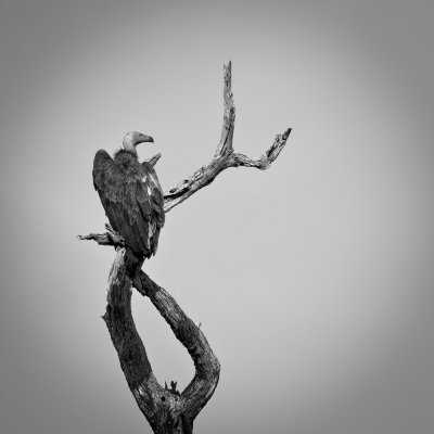 g1/79/957579/3/127478481.o4Y0IcP3.jpg