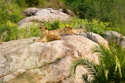 Lionnes au repos