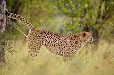 Gupard marquant son territoire