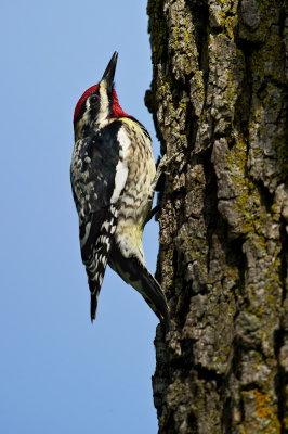 Pic macul -- Yellow-bellied Sapsucker