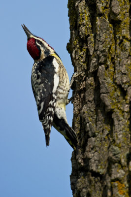 Pic macul -- Yellow-bellied Sapsucker