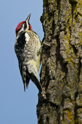 Pic macul -- Yellow-bellied Sapsucker