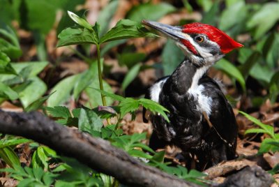 Grand-Pic -- Pileated Woodpecker