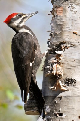 Grand-Pic -- Pileated Woodpecker