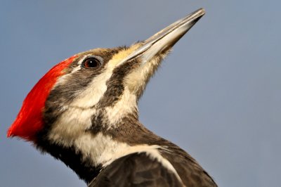 Grand-Pic -- Pileated Woodpecker