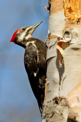 Grand-Pic -- Pileated Woodpecker