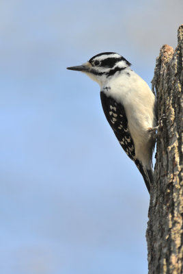 Pic mineur, femelle -- Downy Woodpecker, female