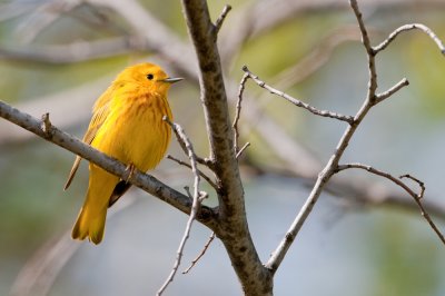 Paruline jaune -- Yellow Warbler