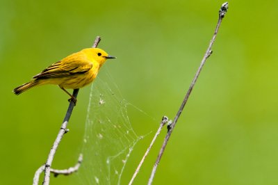 Paruline jaune -- Yellow Warbler