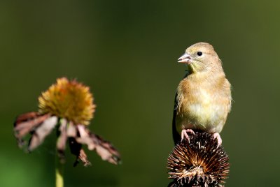 Chardonneret Jaune -- American Goldfinch