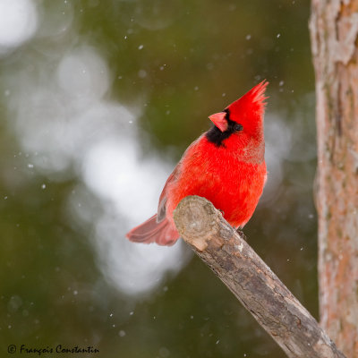 Cardinal rouge, mle -- Northern Cardinal, male